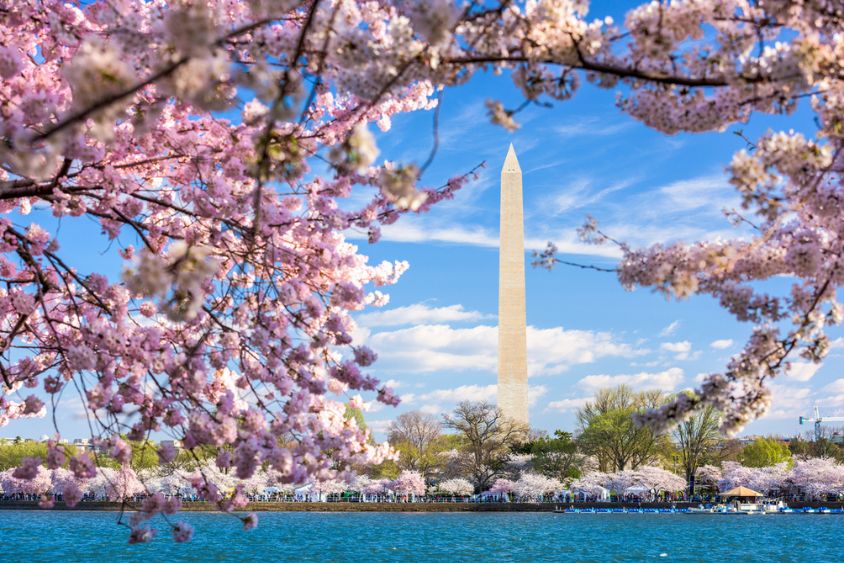 image of washington Monument in the spring with cherry blossoms