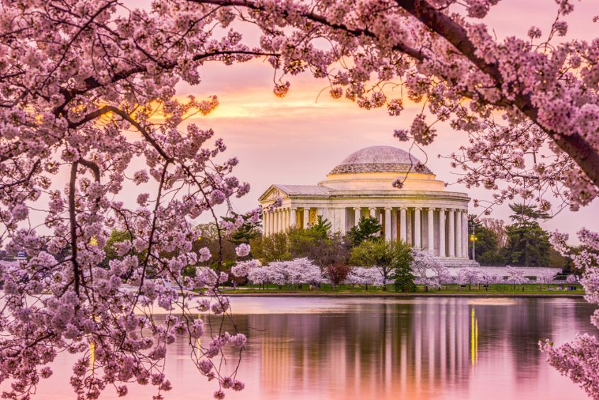 image of jefferson memorial in the spring surrounded by cherry blossoms