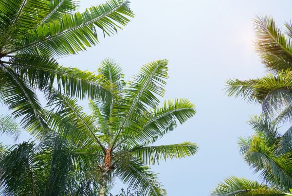 photo of palm tree tops