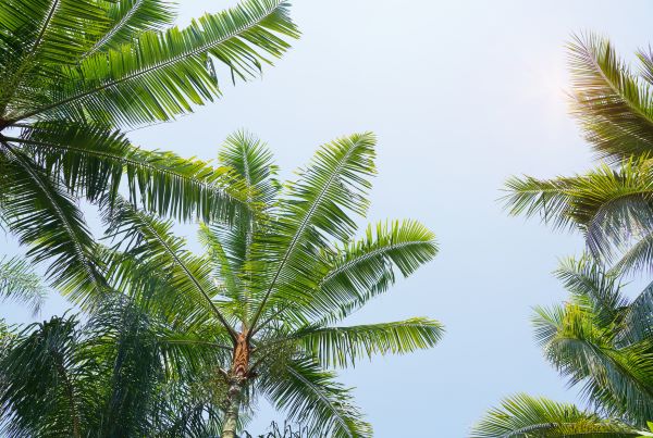 palm trees in front of a clear blue sky palm trees in front of a clear blue sky